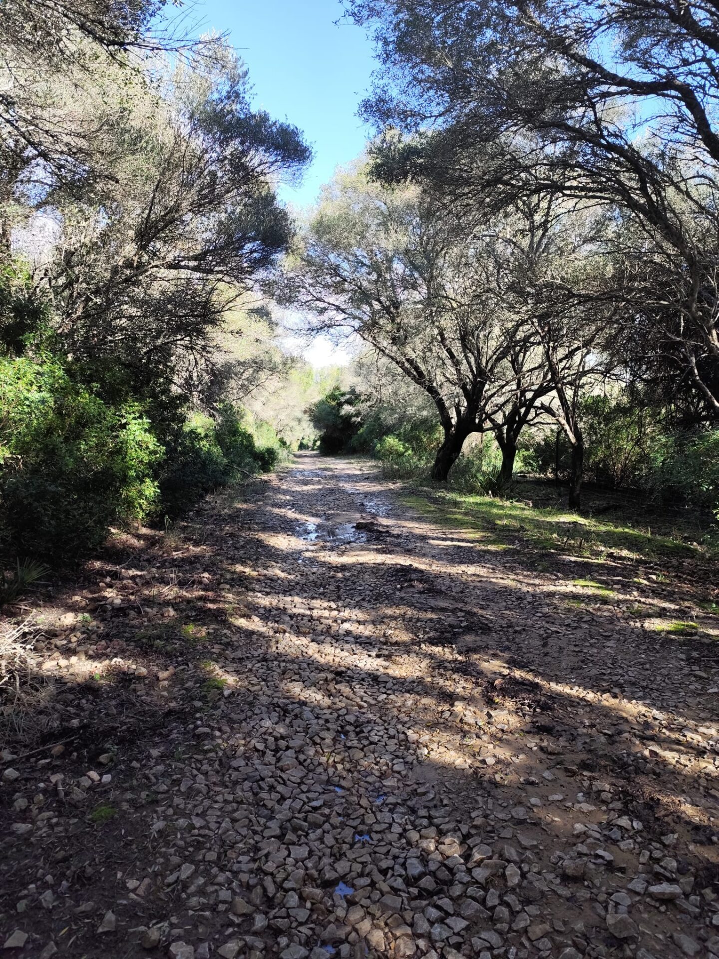 Camino